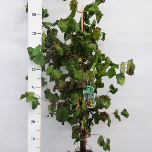 Corylus avellana 'Contorta'