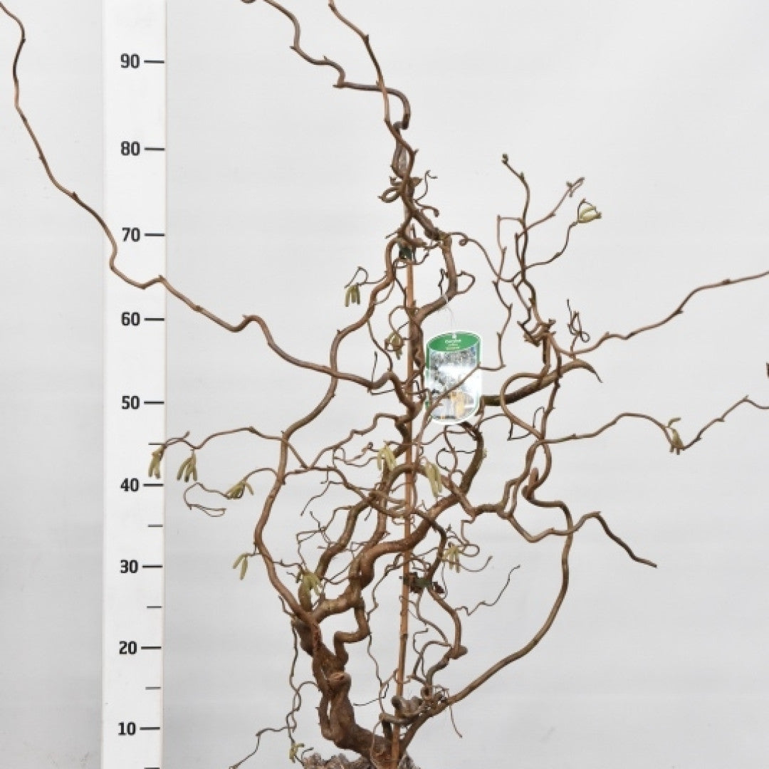 Corylus avellana 'Contorta'