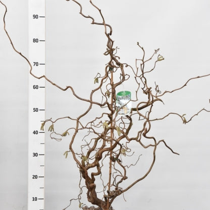 Corylus avellana 'Contorta'