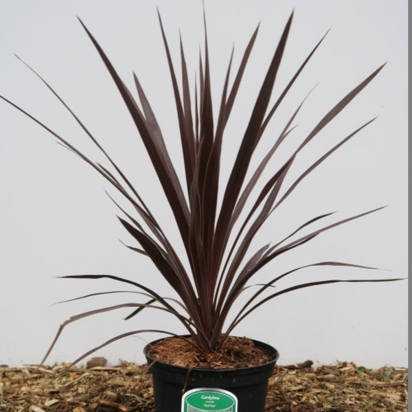 Cordyline australis 'Red Star'