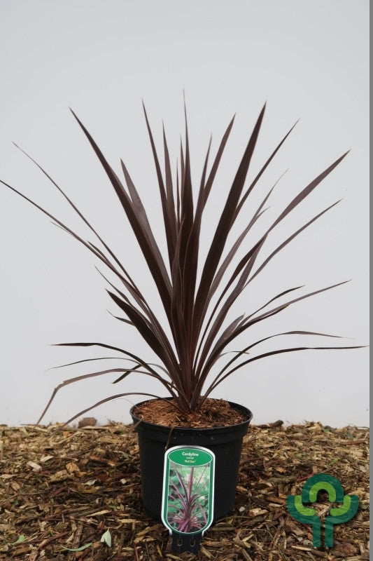 Cordyline australis 'Red Star'