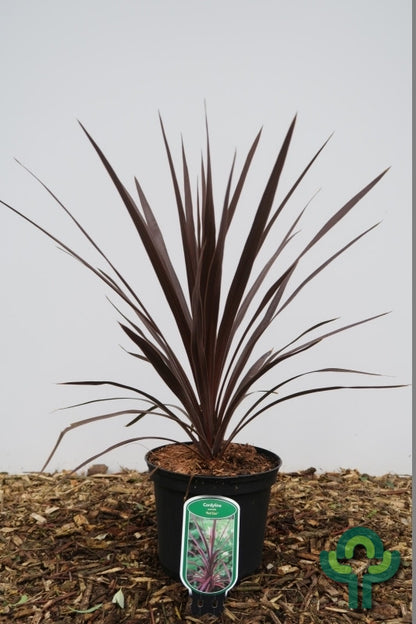Cordyline australis 'Red Star'