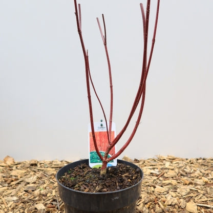 Cornus alba 'Sibirica'