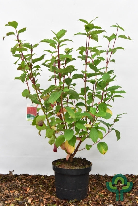 Cornus alba 'Sibirica'