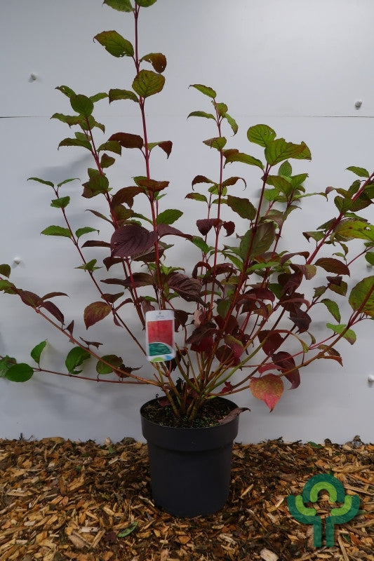 Cornus alba 'Sibirica'