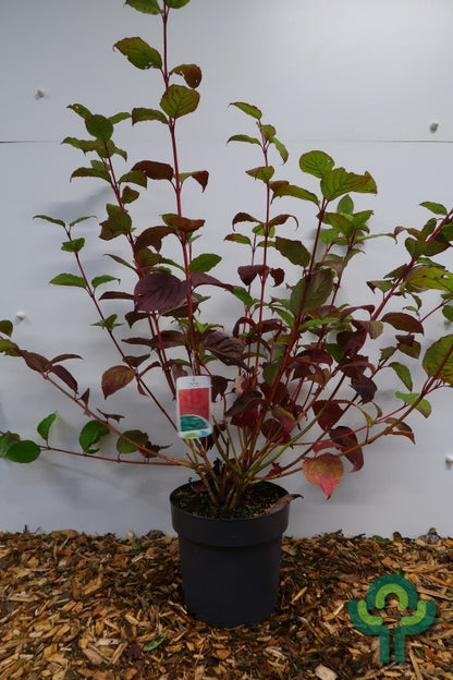 Cornus alba 'Sibirica'
