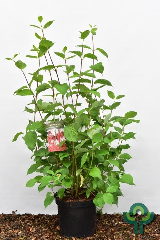Cornus alba 'Sibirica'