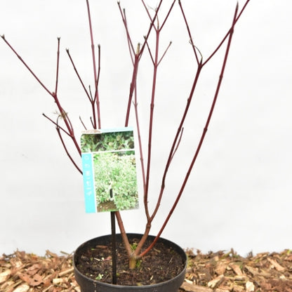 Cornus alba 'Sibirica Variegata'