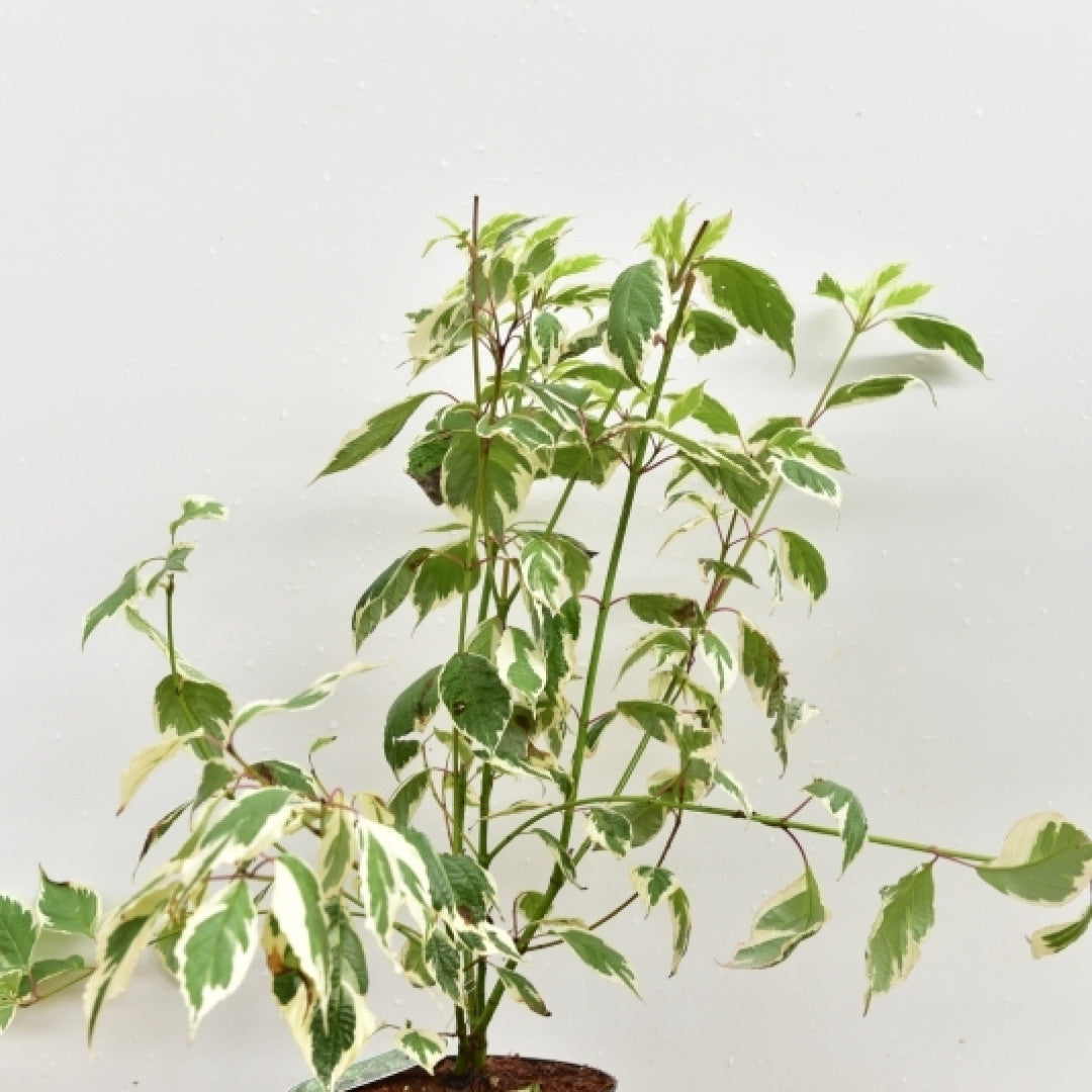 Cornus alba 'Sibirica Variegata'