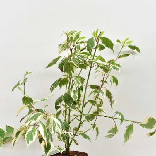 Cornus alba 'Sibirica Variegata'