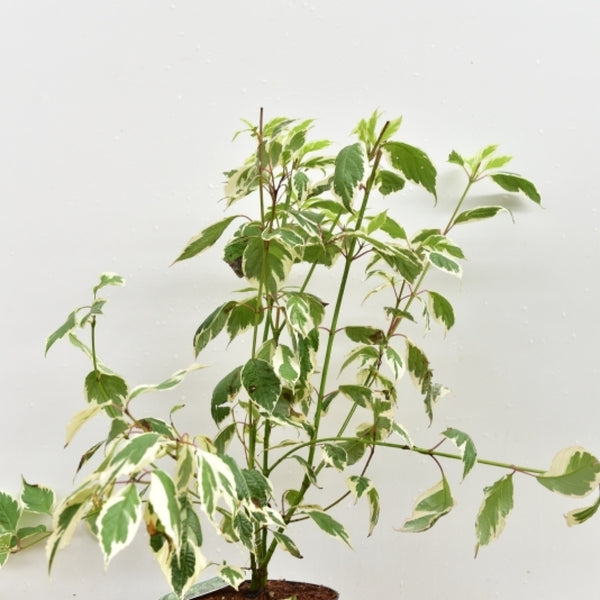 Cornus alba 'Sibirica Variegata'