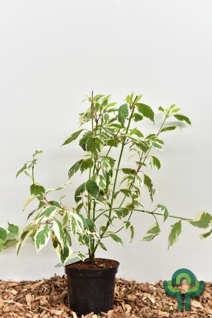 Cornus alba 'Sibirica Variegata'