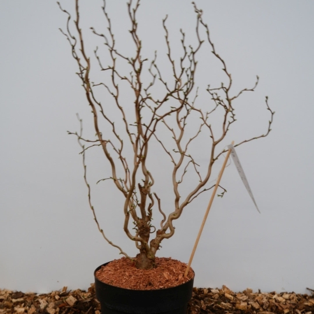 Corylus avellana 'Twister'