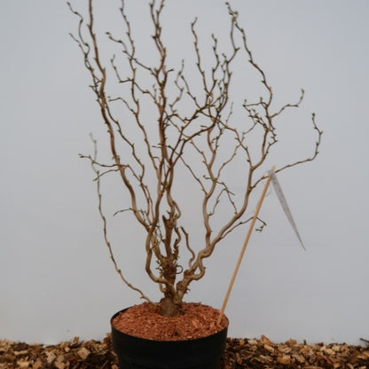 Corylus avellana 'Twister'