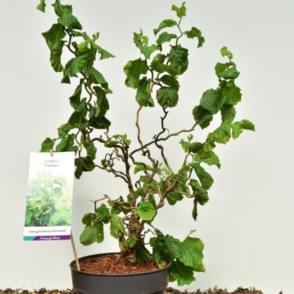 Corylus avellana 'Twister'