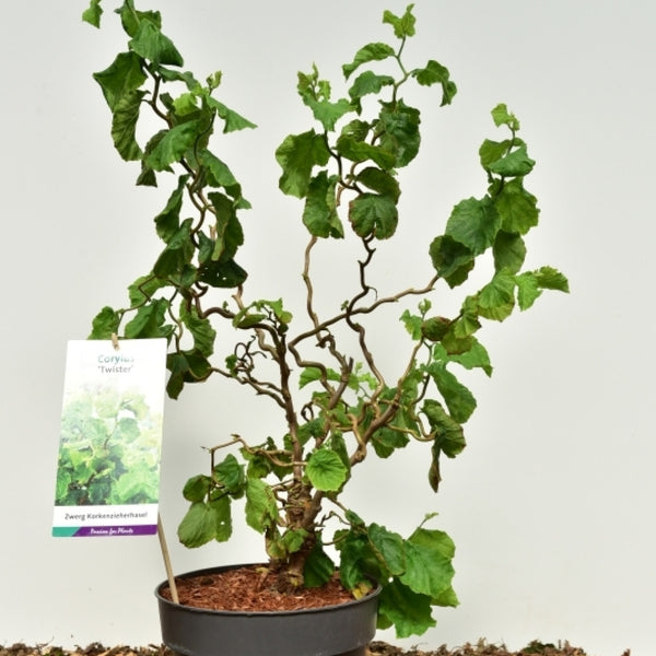 Corylus avellana 'Twister'