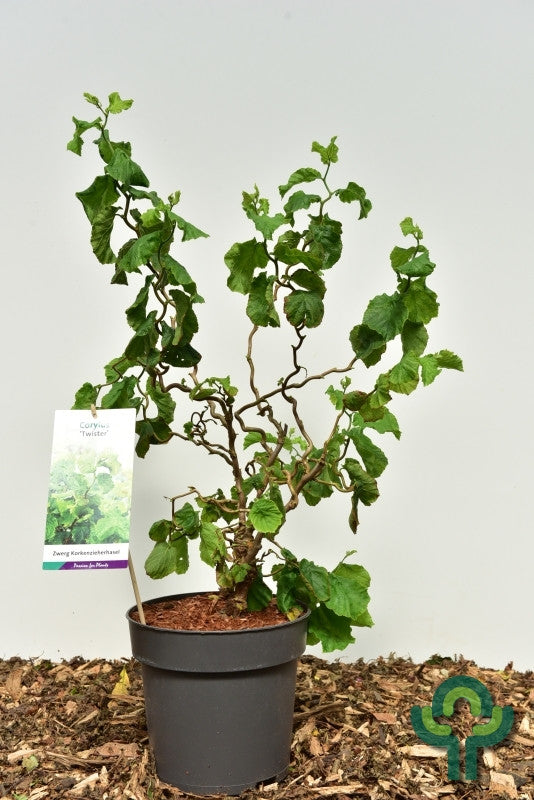 Corylus avellana 'Twister'