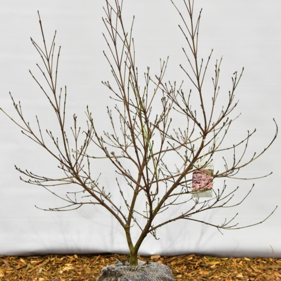 Cornus 'Blooming Pink Tetra'