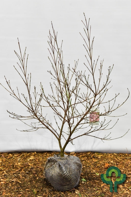 Cornus 'Blooming Pink Tetra'