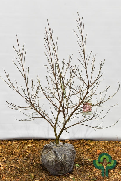 Cornus 'Blooming Pink Tetra'