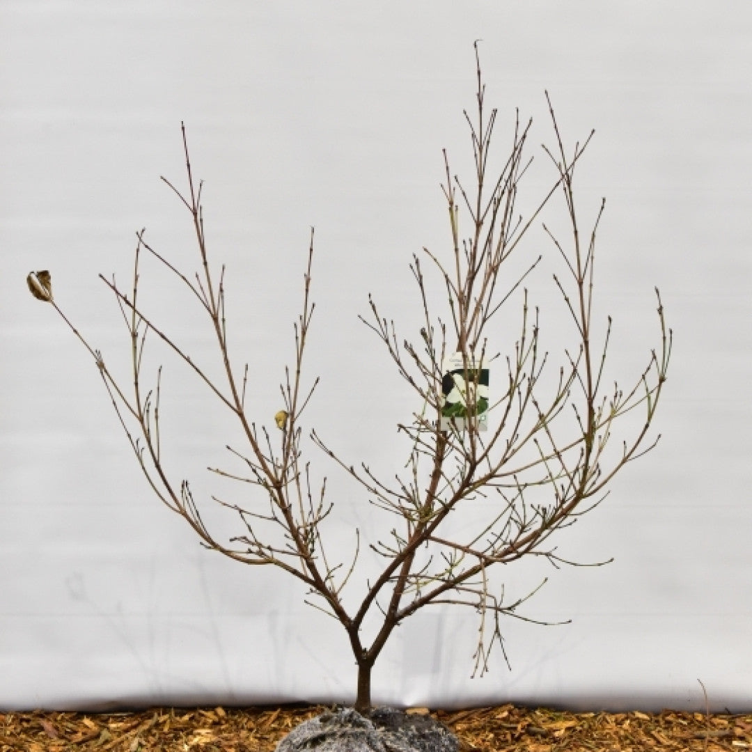 Cornus 'Blooming White Tetra'