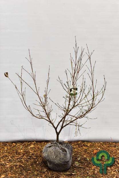 Cornus 'Blooming White Tetra'