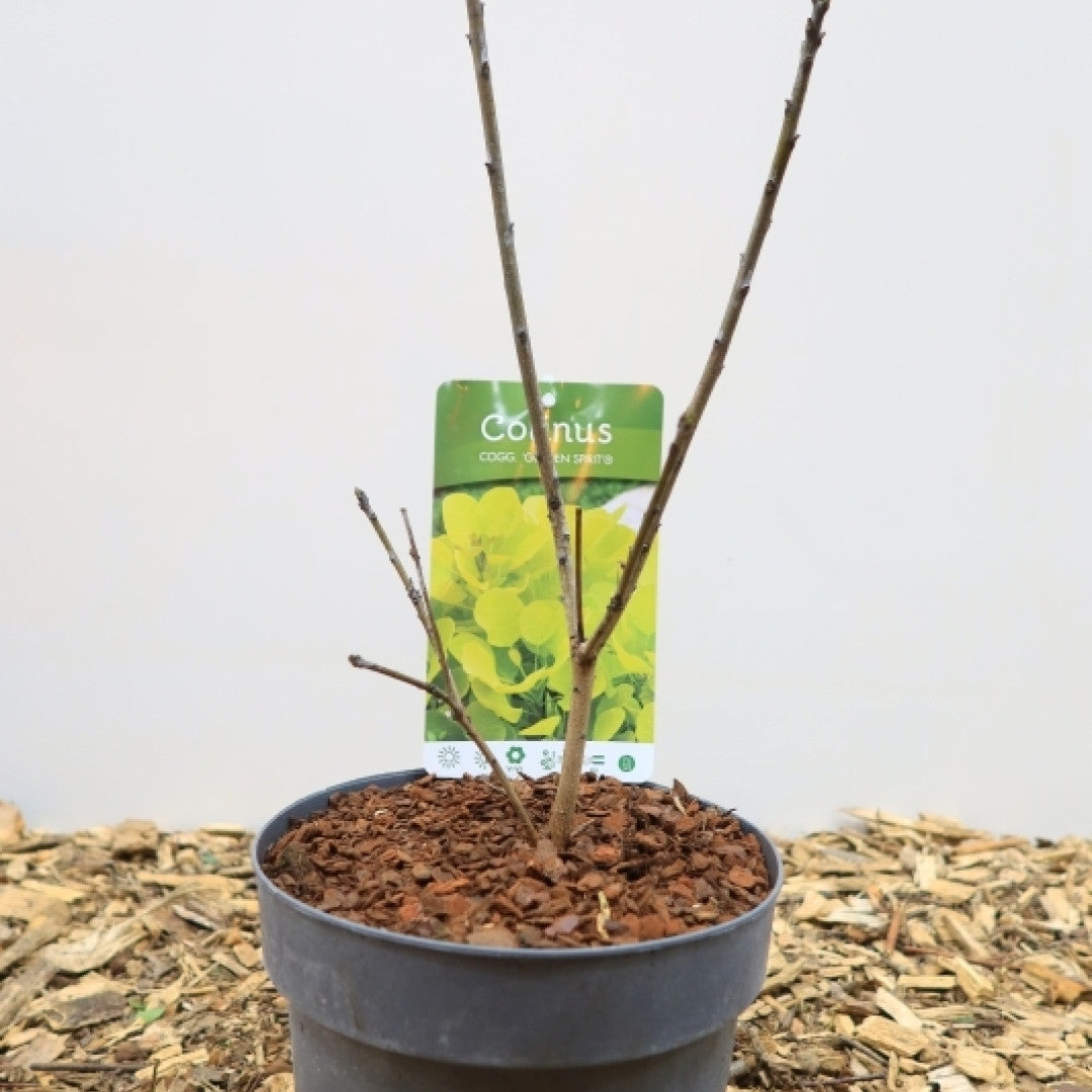Cotinus coggygria Golden Spirit ®