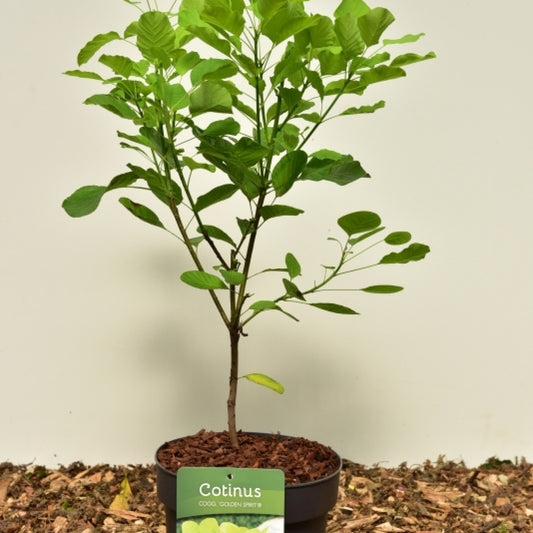 Cotinus coggygria Golden Spirit ®