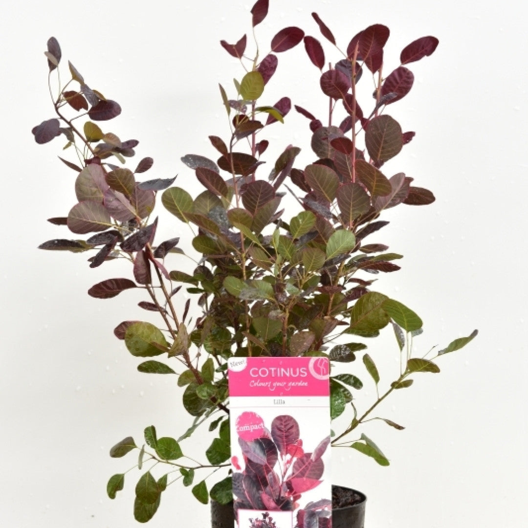 Cotinus coggygria 'Lilla'®