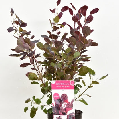 Cotinus coggygria 'Lilla'®