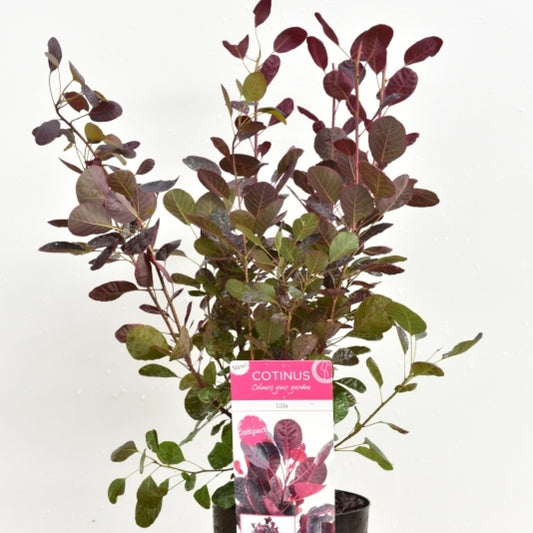 Cotinus coggygria 'Lilla'®