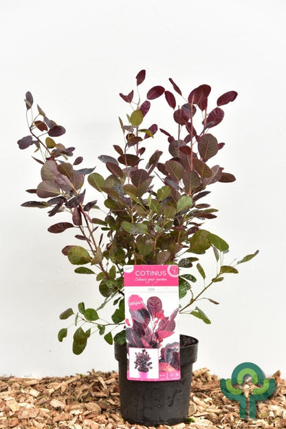 Cotinus coggygria 'Lilla'®