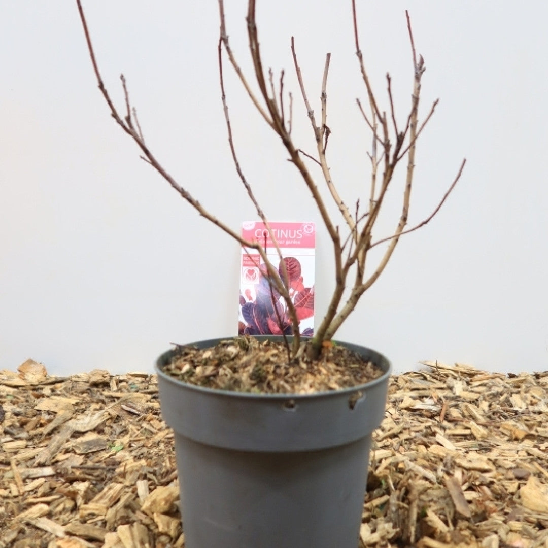 Cotinus coggygria 'Lilla'®