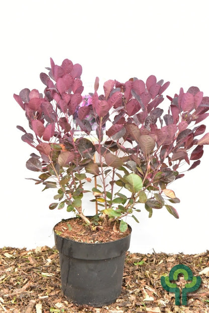 Cotinus coggygria 'Lilla'®