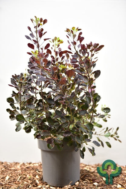 Cotinus coggygria 'Lilla'®