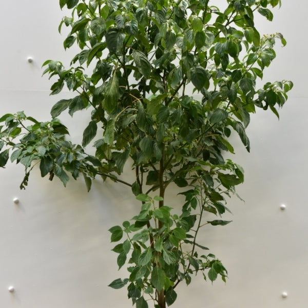 Cornus controversa