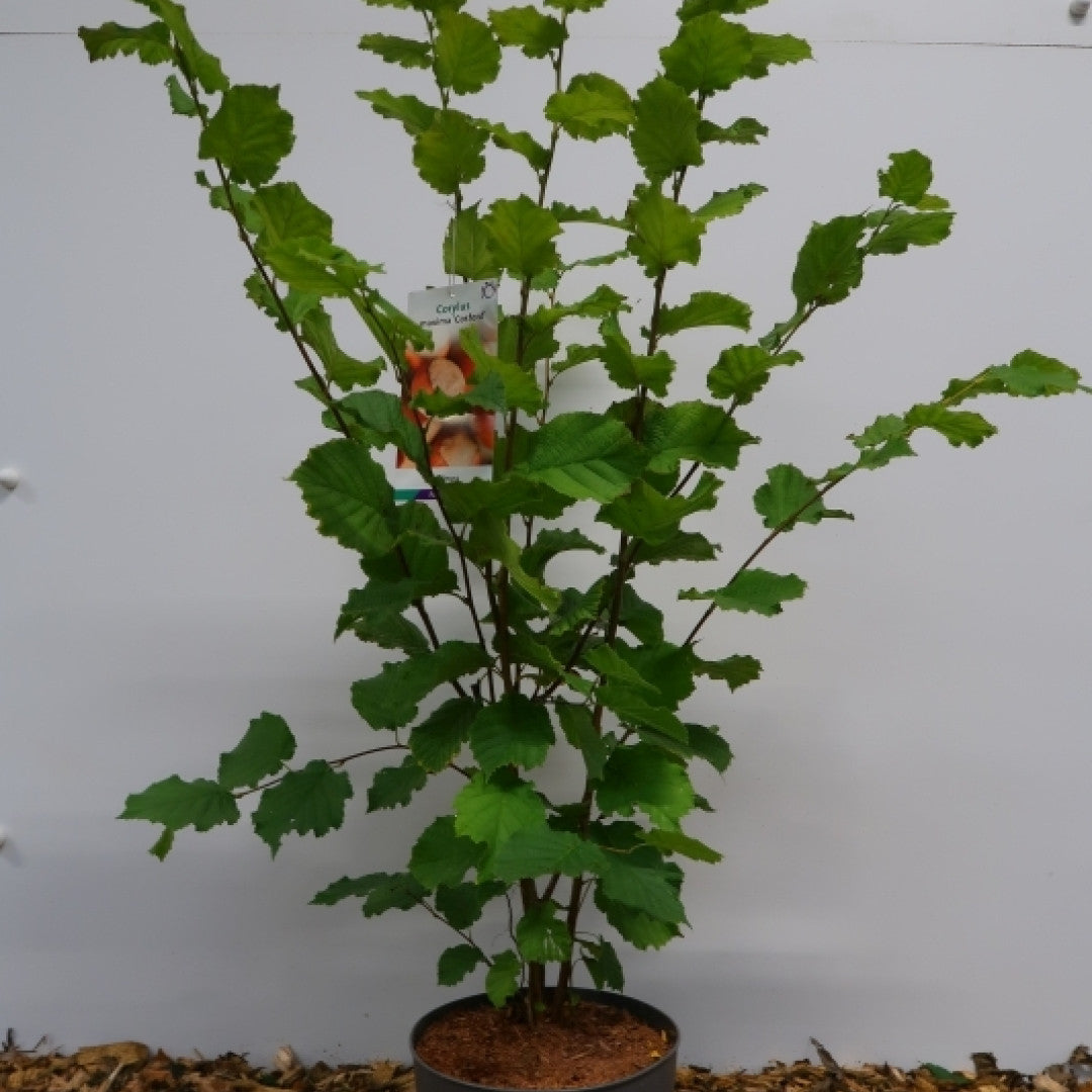Hazelaar (Corylus) 'Cosford'