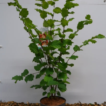 Hazelaar (Corylus) 'Cosford'
