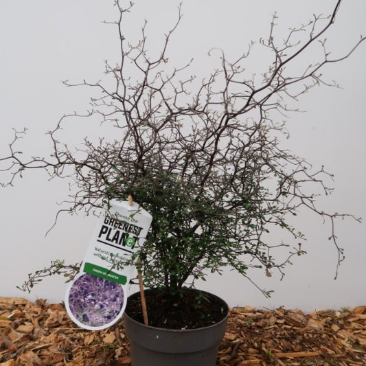 Corokia cotoneaster
