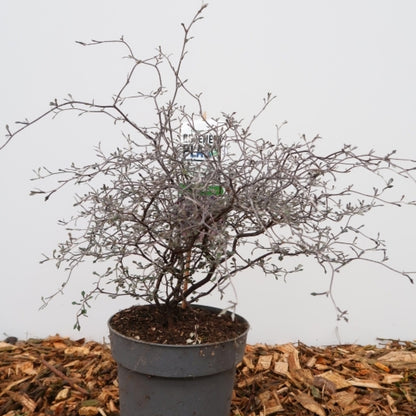 Corokia cotoneaster