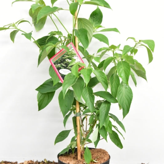 Cornus controversa 'Pagoda'