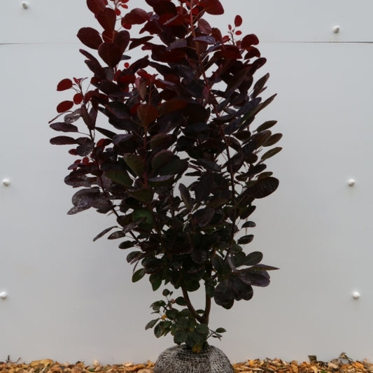 Cotinus coggygria 'Royal Purple'