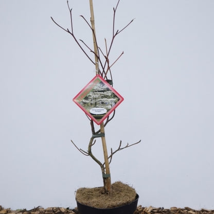 Cornus controversa 'Variegata'