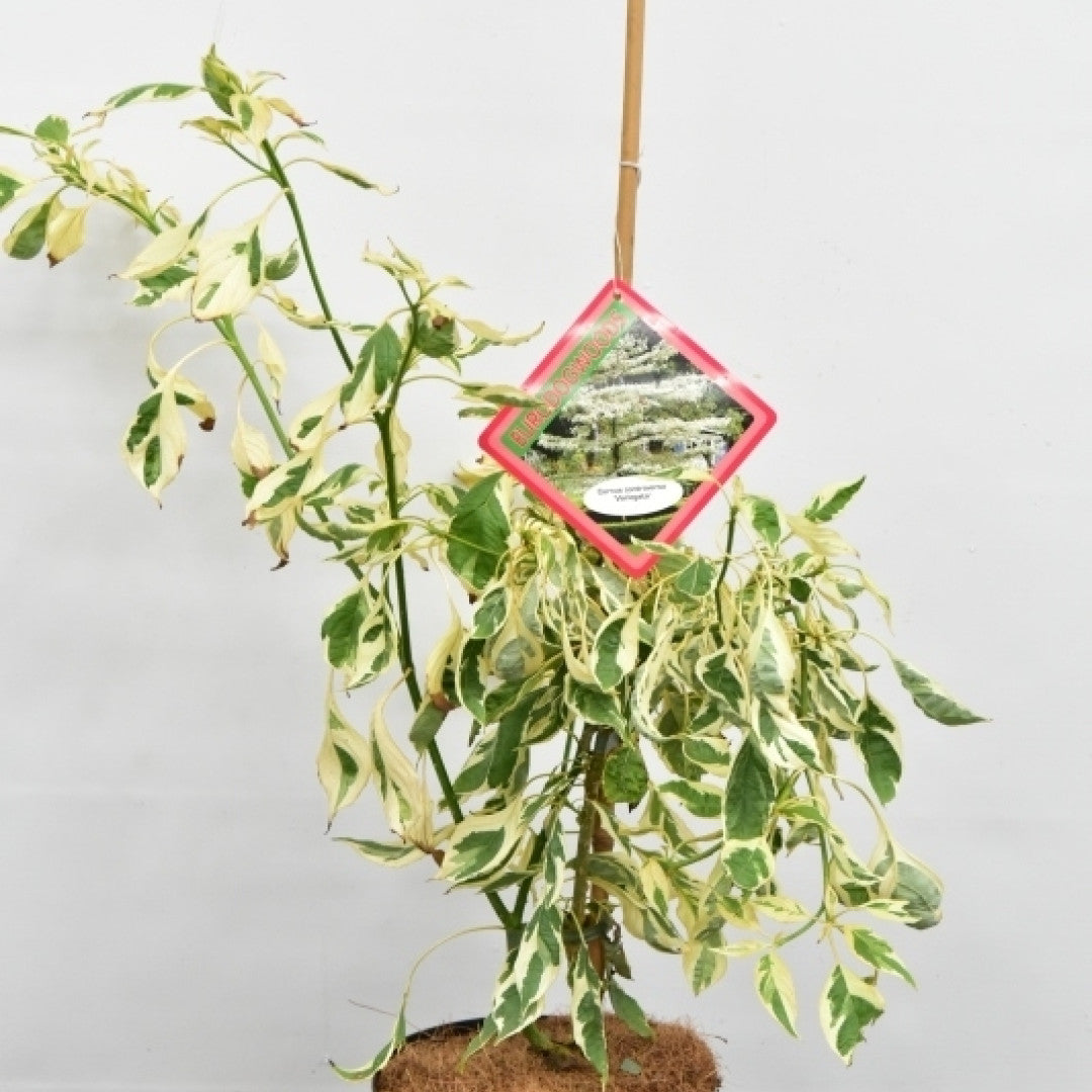 Cornus controversa 'Variegata'