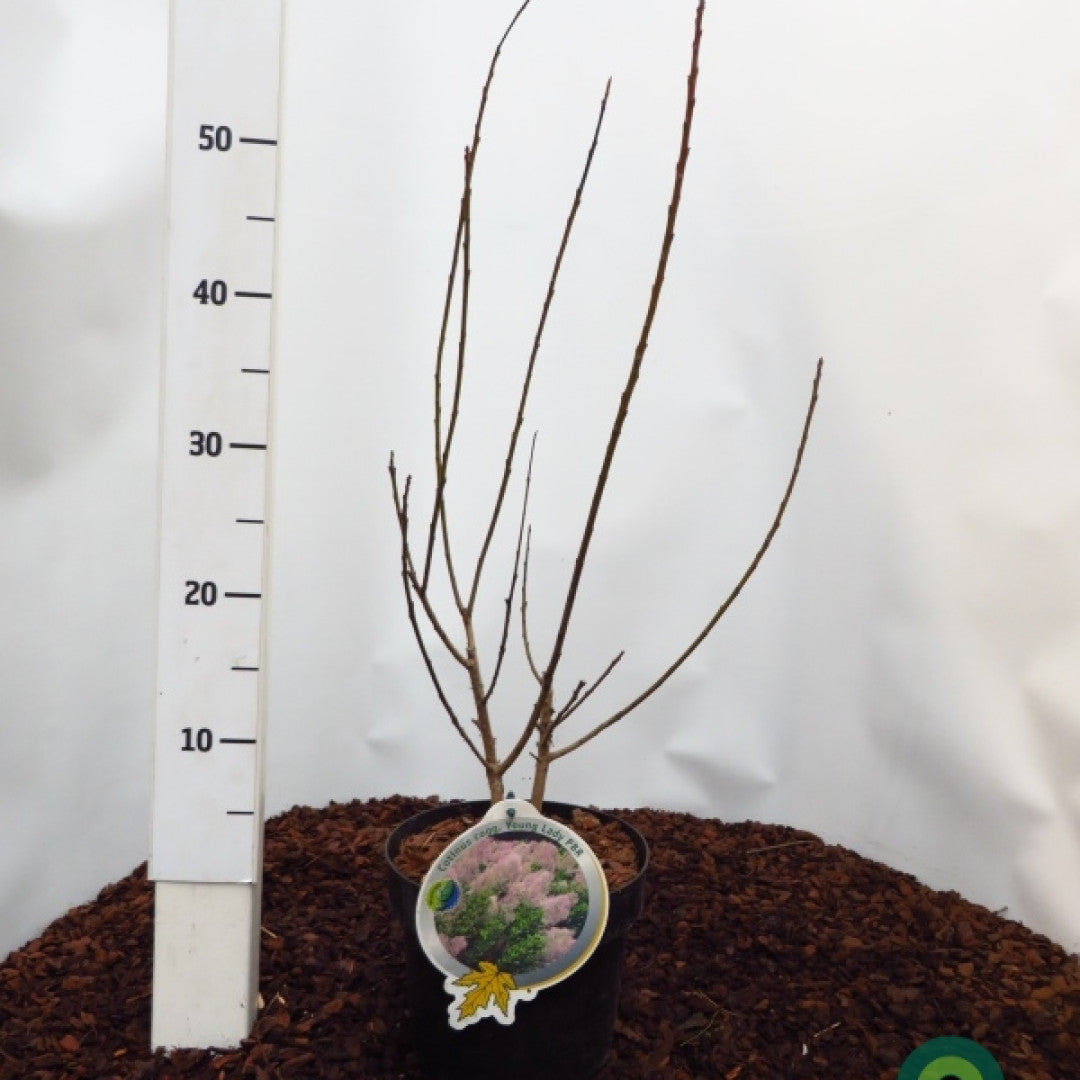 Cotinus coggygria 'Young Lady' ®