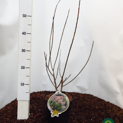 Cotinus coggygria 'Young Lady' ®