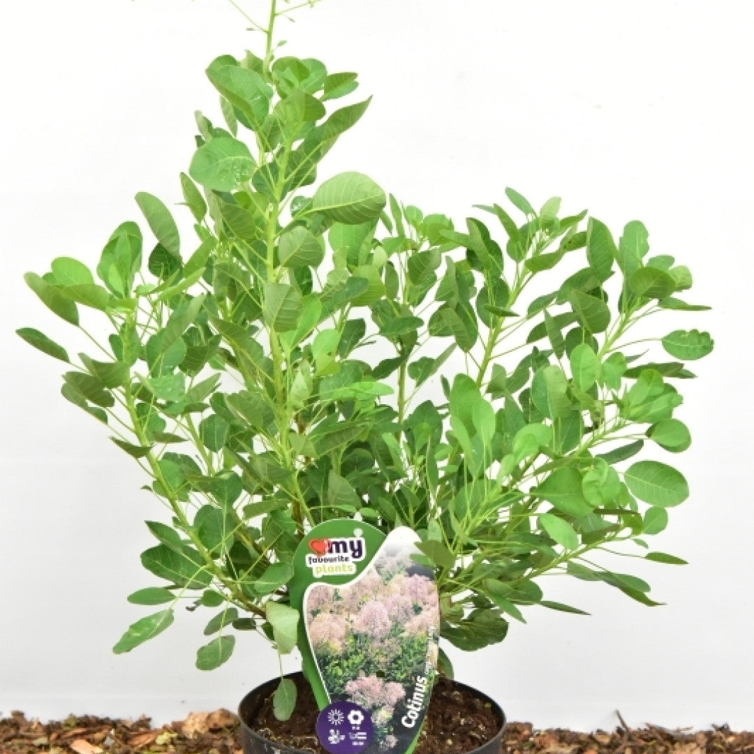 Cotinus coggygria 'Young Lady' ®