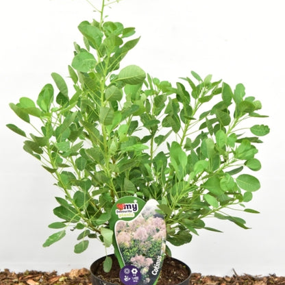 Cotinus coggygria 'Young Lady' ®