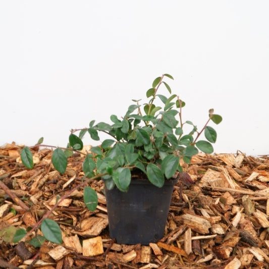 Cotoneaster dammeri