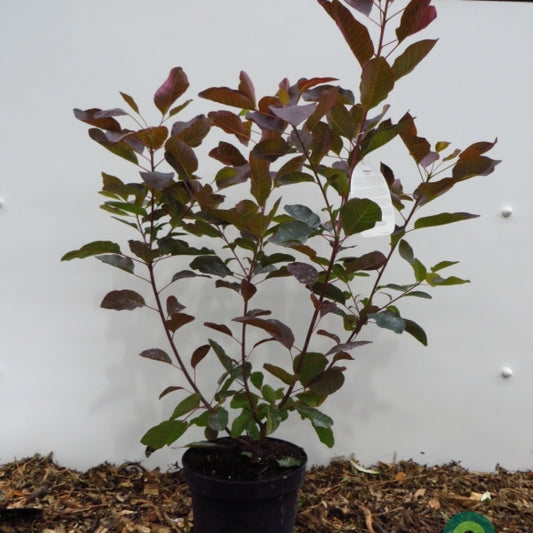 Cotinus 'Grace'
